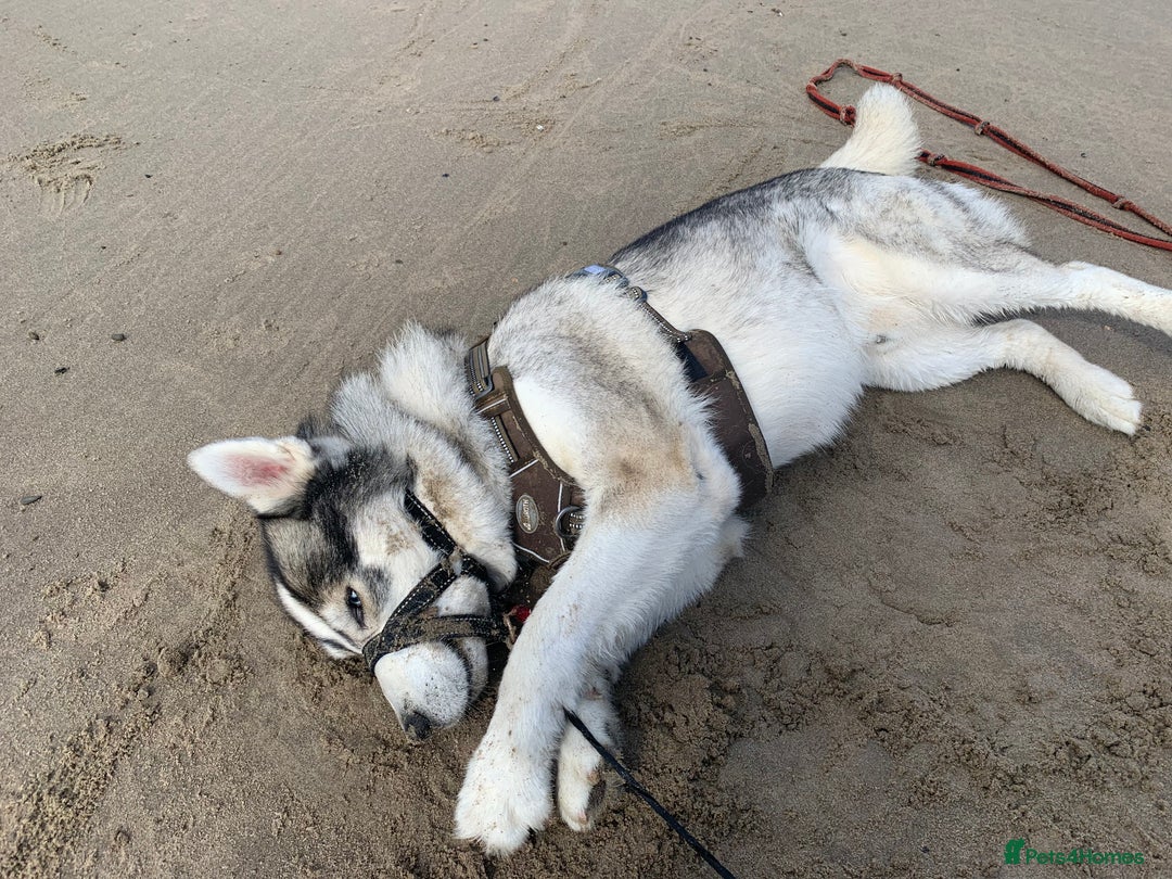 Siberian Husky dogs for sale: Beautiful husky  - Image 15