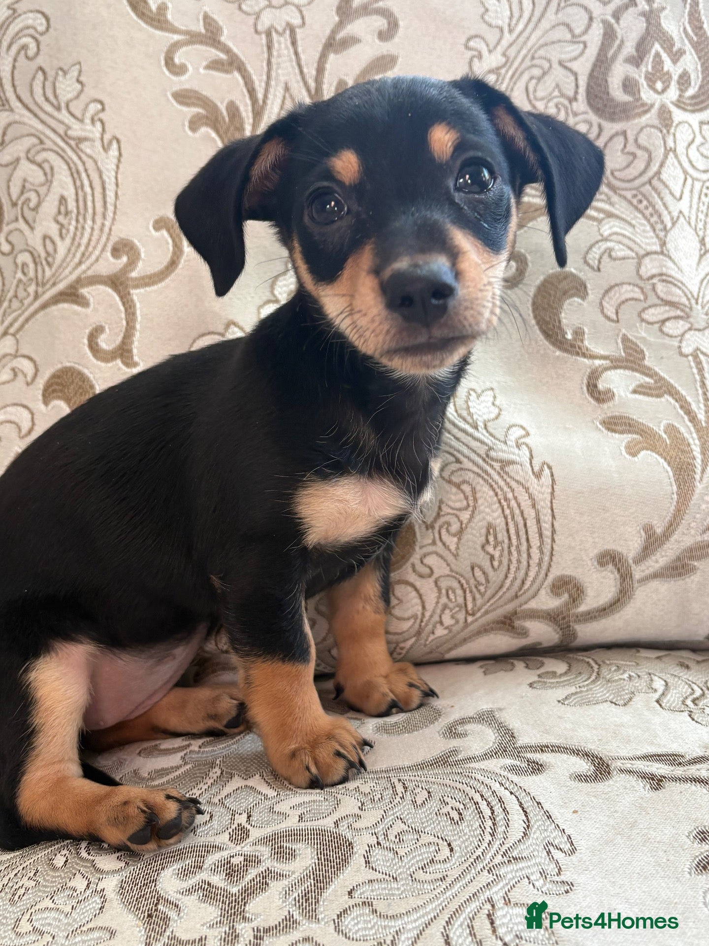 Dachshund dogs Female puppy ready to go  - Advert 12