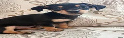 Dachshund dogs for sale: Female puppy ready to go  - Advert 8