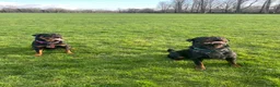 Rottweiler dogs for sale: 1 Female Rottweiler Puppy Available  - Advert 7