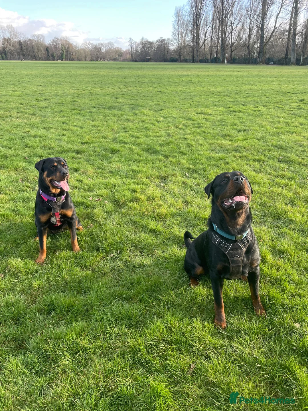 Rottweiler dogs for sale: 1 Female Rottweiler Puppy Available  - Advert 7