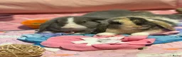 English Lop rabbits for sale: Bluey and bingo sisters - Advert 4
