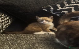 Bengal cats for sale: Mink Bengal kitten - Image 1