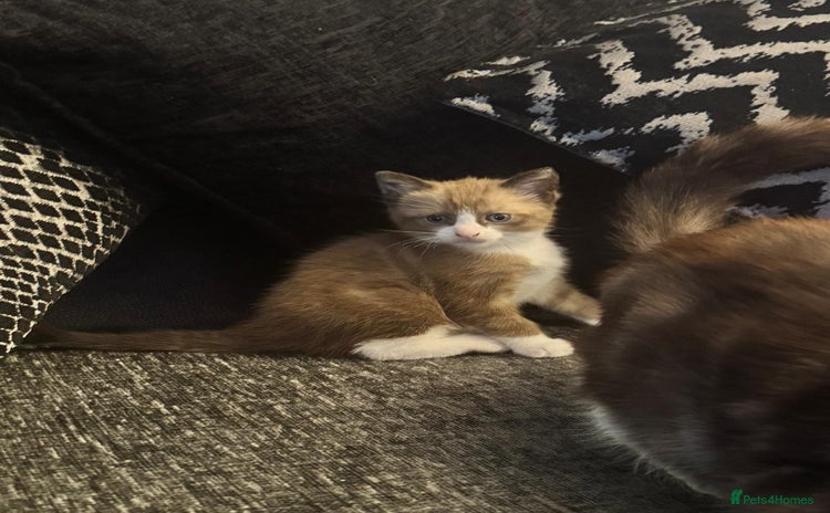 Bengal cats - Advert 1