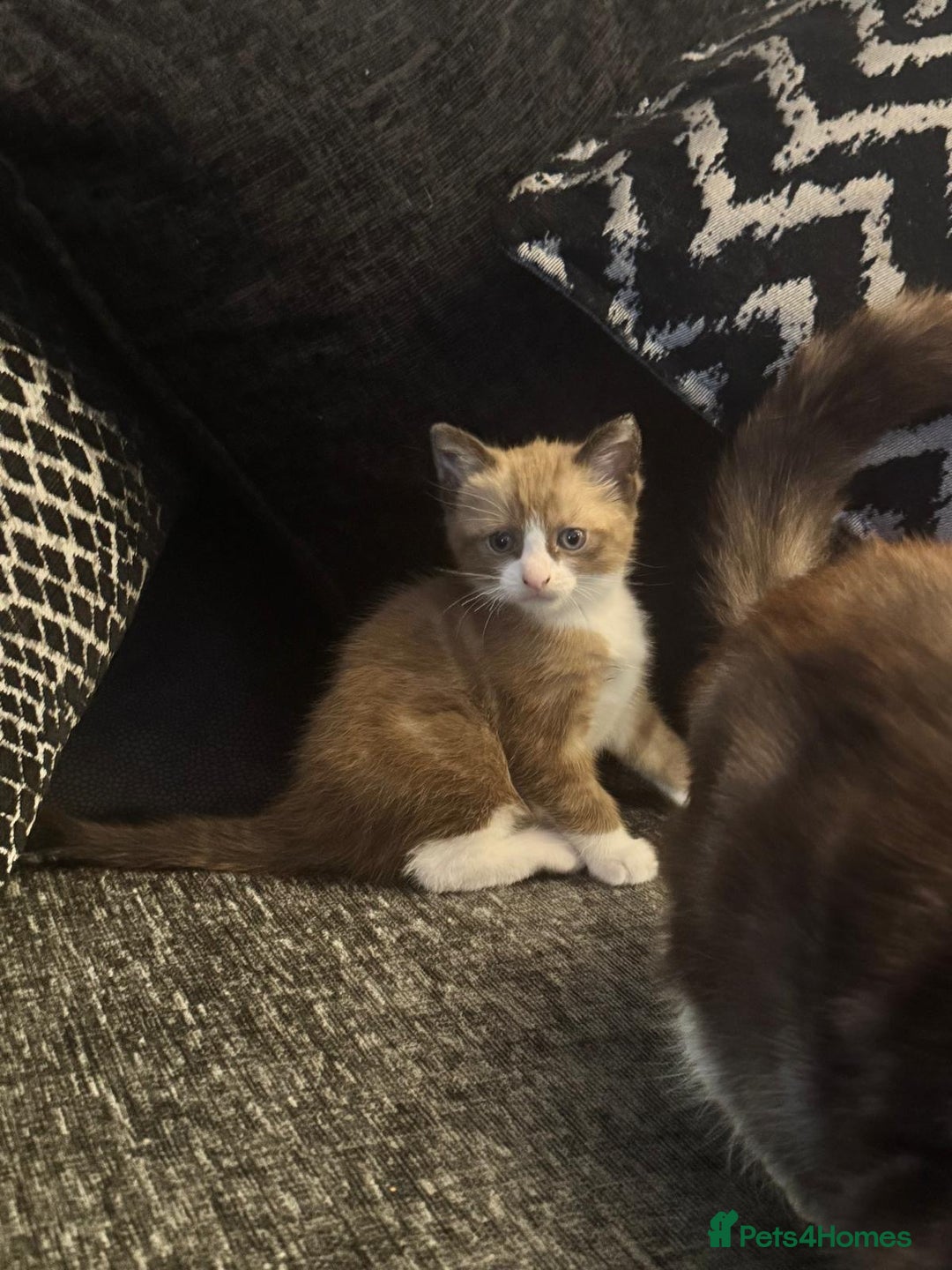Bengal cats for sale: Mink Bengal kitten - Image 1