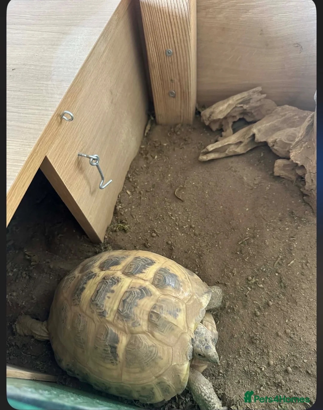 Tortoise reptiles for sale: Horsefield tortoise in Stoke-on-Trent - Advert 2
