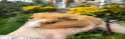Guinea Pig rodents for sale: Gorgeous baby Guinea pigs - Advert 4