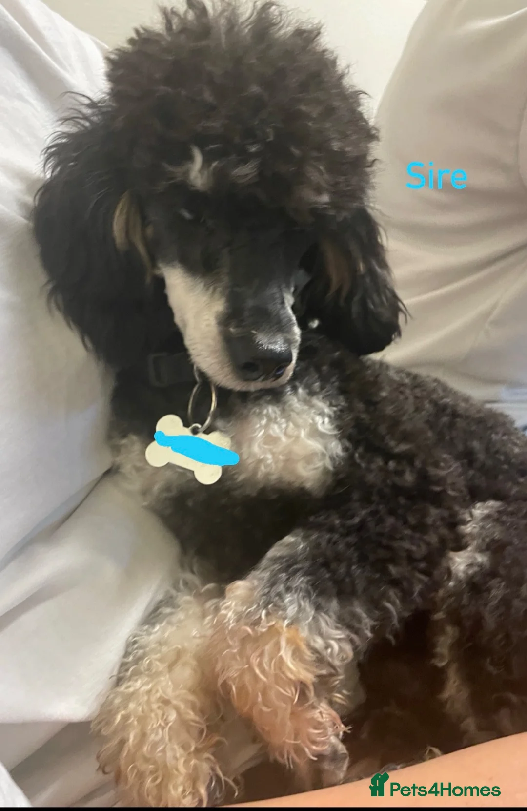 Toy Poodle dogs for sale: Toy Poodle Puppies  - Advert 9