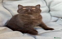 British Shorthair cats for sale: Ready British Shorthair Chunky Kittens - Image 23