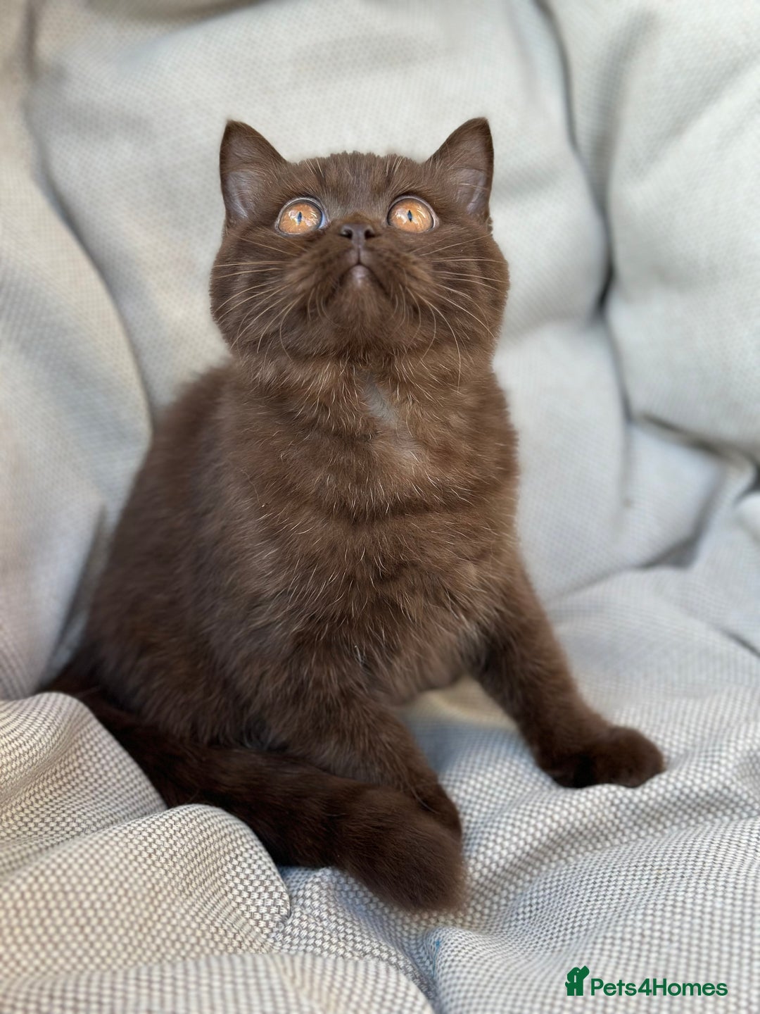 British Shorthair cats for sale: Ready British Shorthair Chunky Kittens - Image 23