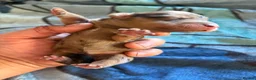 Miniature Dachshund dogs for sale: Long hair miniature dachshund  - Advert 4