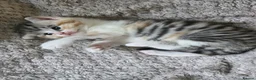 Mixed Breed cats for sale: Kittens for sale - Advert 13