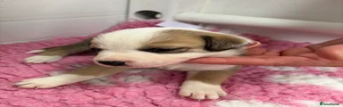 Pink Collar
