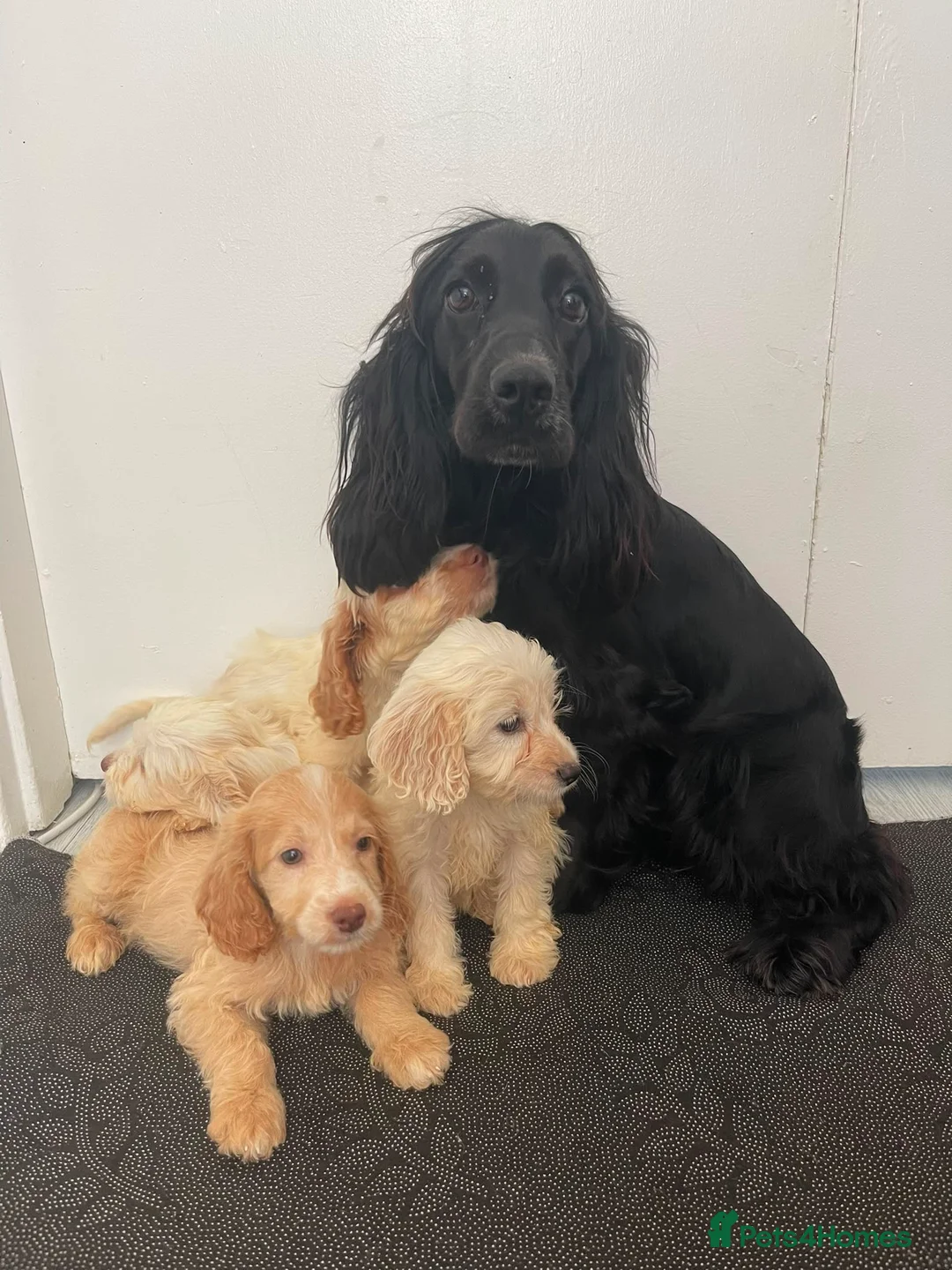 Cockapoo dogs for sale: Cockapoo puppies  - Advert 1