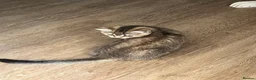 British Shorthair cats for sale: Silver and Golden Shaded British Shorthair - Advert 5