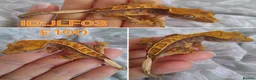 Gecko reptiles for sale: Juvinile Crested Geckos various morphs  - Advert 2