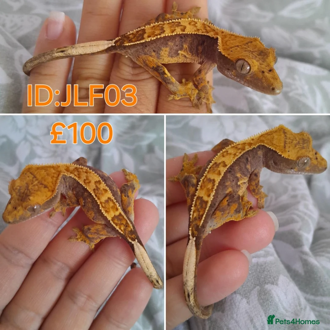Gecko reptiles for sale: Juvinile Crested Geckos various morphs  - Advert 2