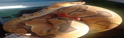 Python Snake reptiles for sale: (F) Enchi Clown Python Regius - ball/royal python in Sheffield - Advert 3