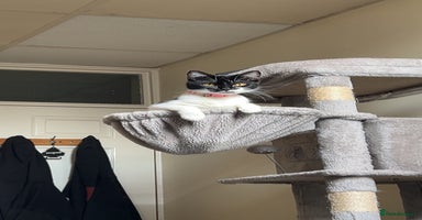 British Shorthair cats - Advert 14