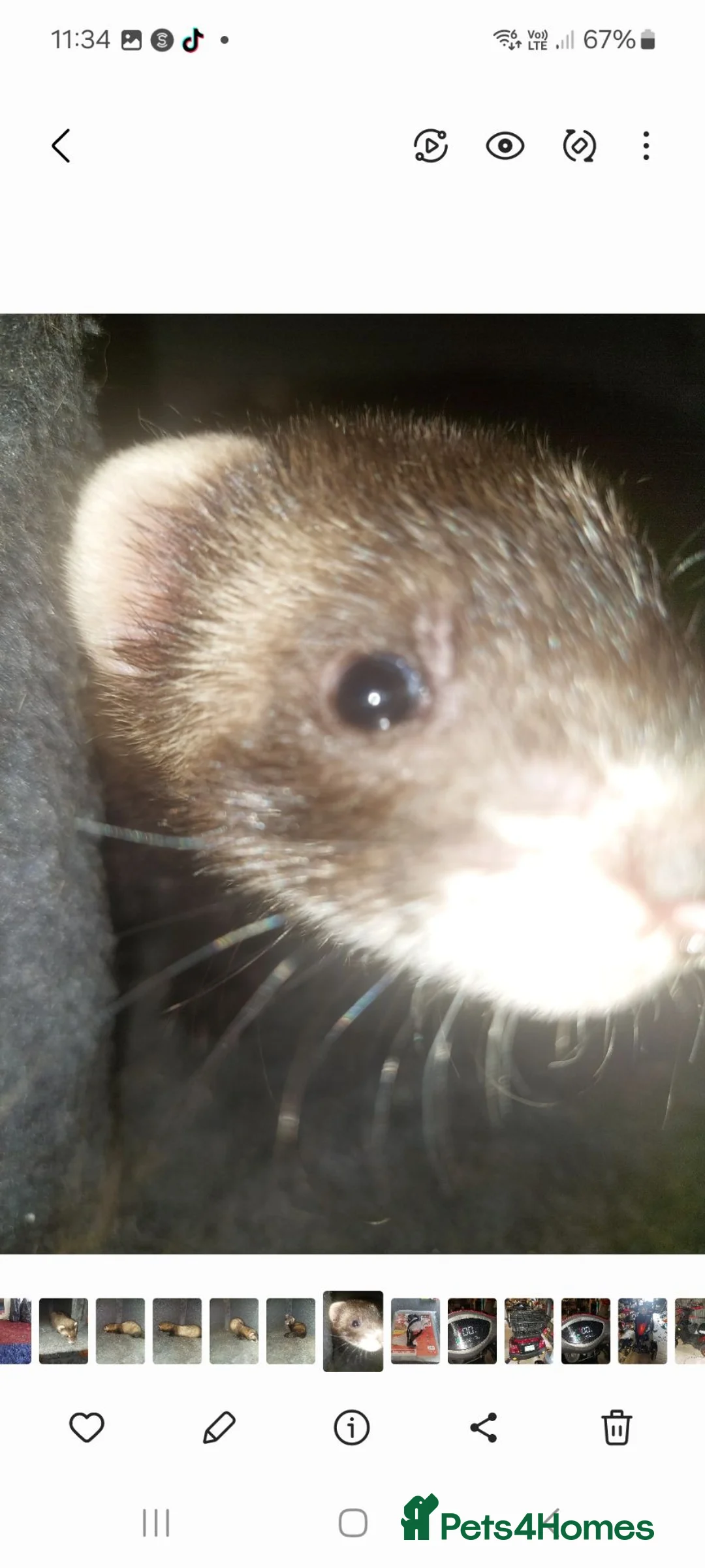 Ferret rodents for sale: Polecat hob kit in Blackwood - Advert 6