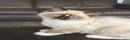 Ragdoll cats for sale: TICA registered Ragdolls Available  - Advert 12