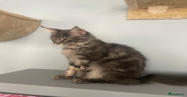 Maine Coon cats in London - Advert 6
