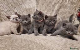 British Shorthair cats for sale: Beautiful chunky BSH kittens - Advert 1