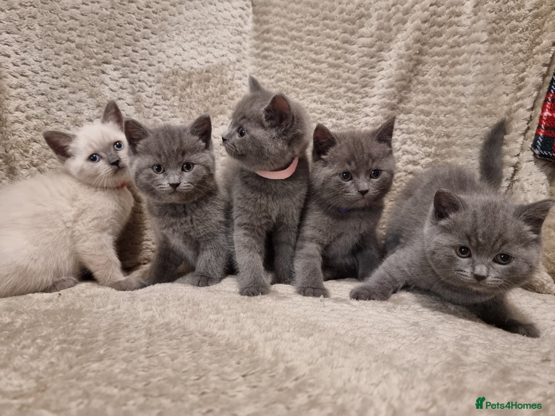 British Shorthair cats for sale: Beautiful chunky BSH kittens - Advert 1