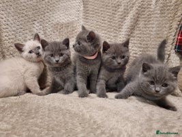 British Shorthair cats Beautiful chunky BSH kittens - Advert 12