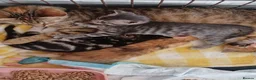 Mixed Breed cats for sale: lovely Coloured kittens - Advert 6