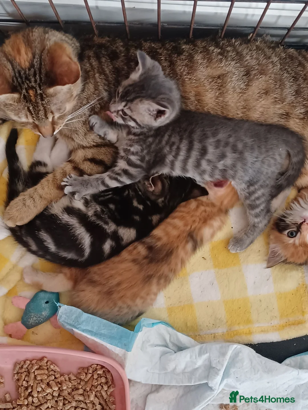 Mixed Breed cats for sale: lovely Coloured kittens - Advert 6