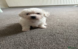 Bichon Frise dogs for sale: Bichon frise - Image 4