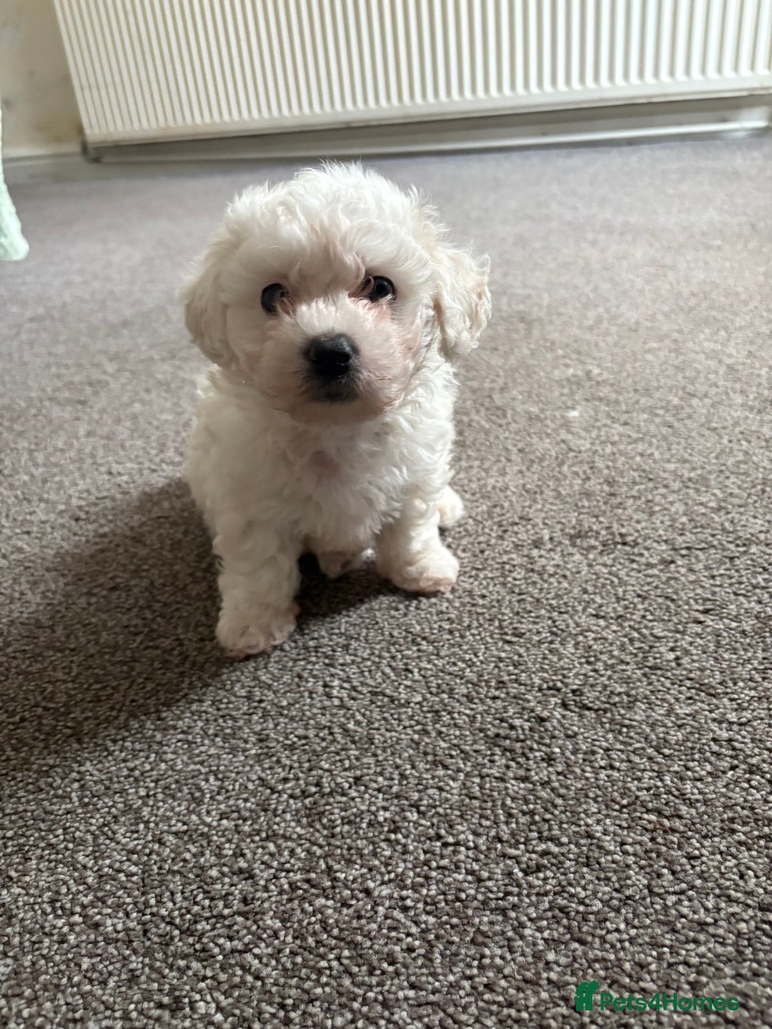 Bichon Frise dogs for sale: Bichon frise - Image 4