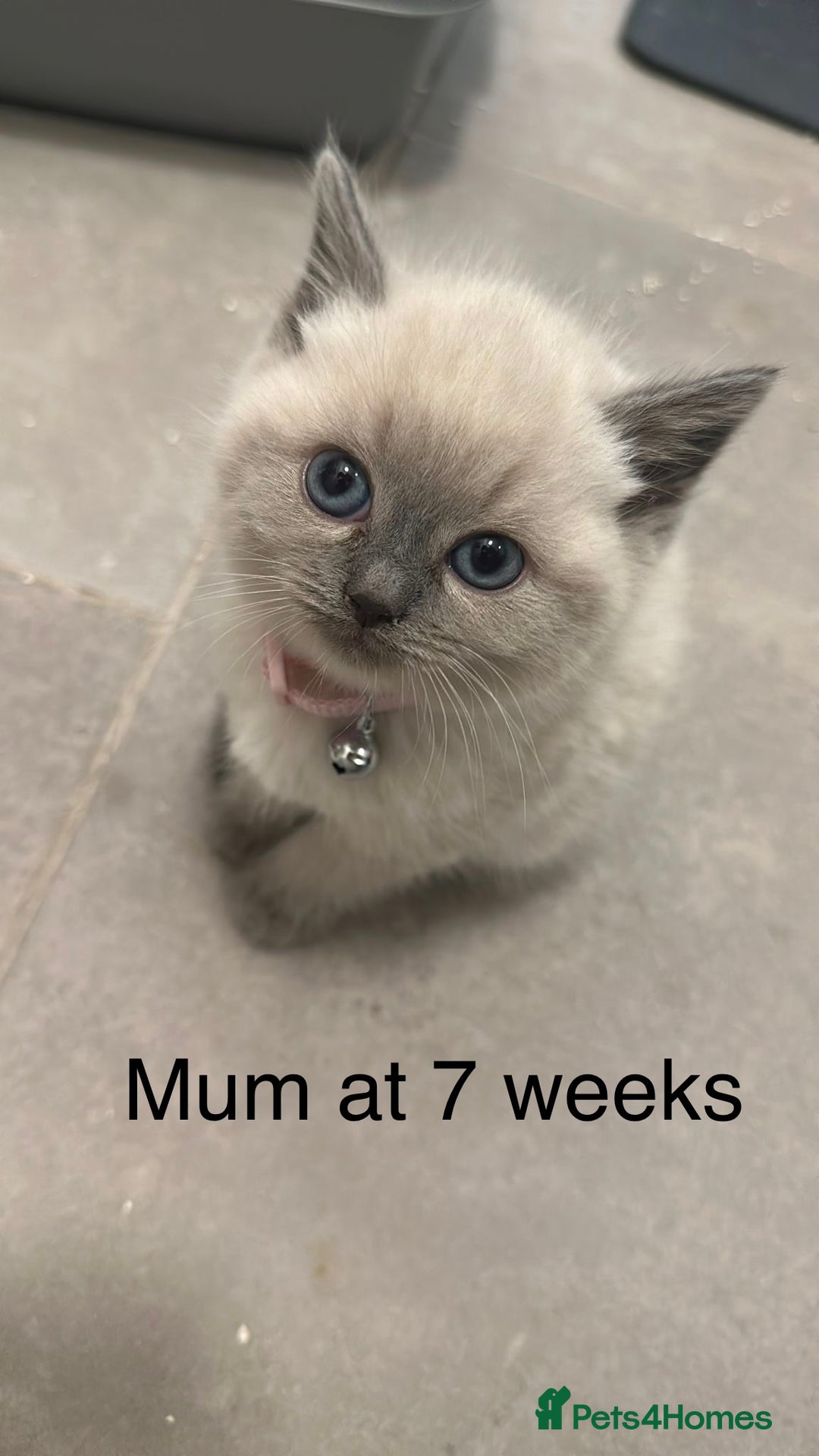 Ragdoll cats for sale: Ragdoll cross British shorthair kittens - Advert 3