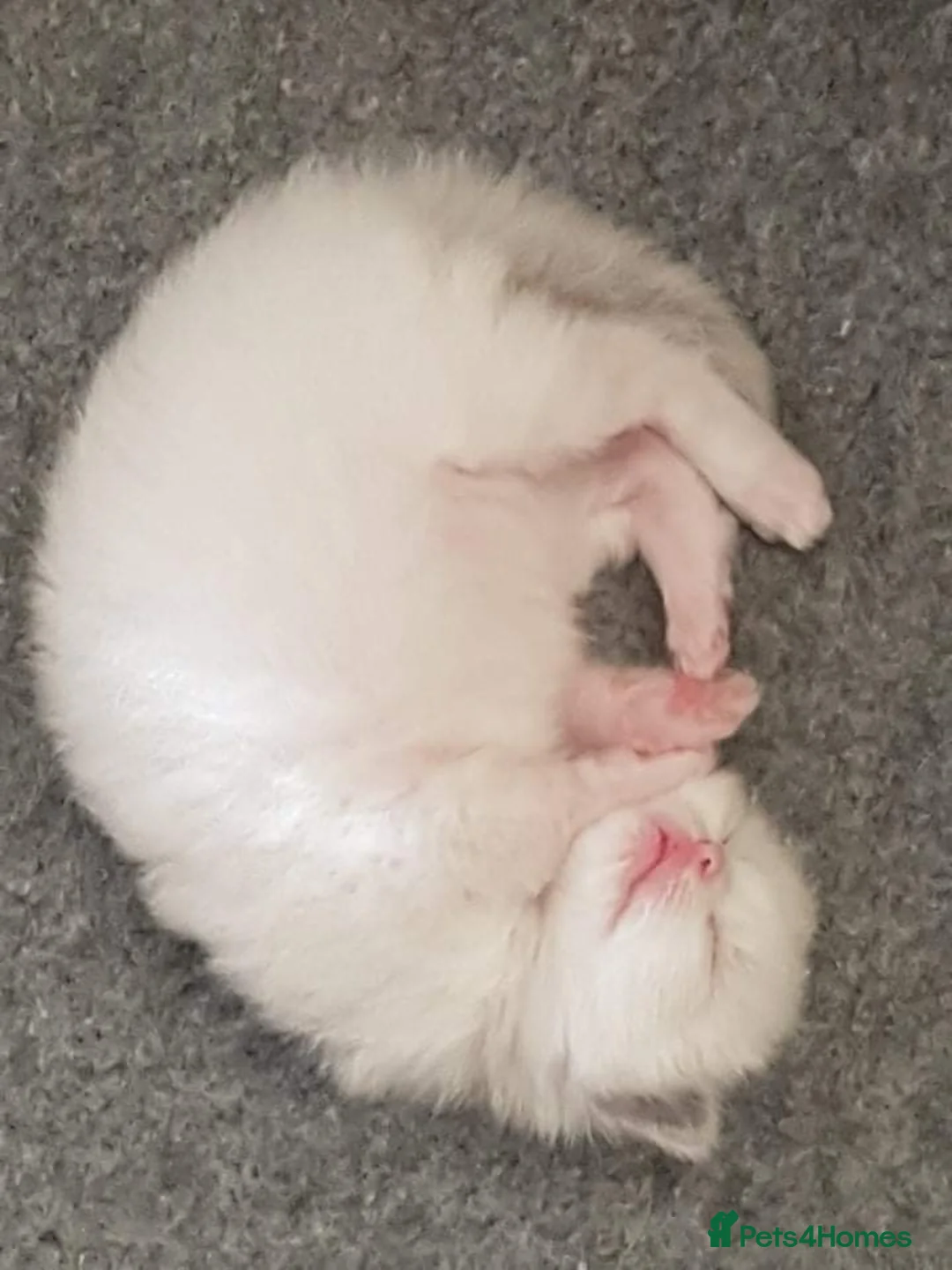Ragdoll cats for stud: Gccf active large blue mitted ragdoll stud loki in Wakefield - Advert 3
