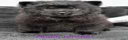 Chow Chow dogs for sale: Beautiful Chow Chow puppy - Advert 13