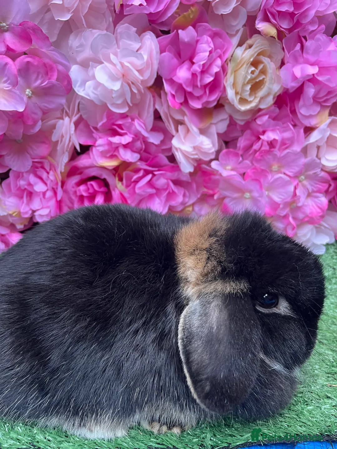 Mini Lop rabbits for sale: Mini lops ready now - Advert 3