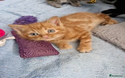 Mixed Breed cats for sale: 4 beautiful kittens  - Image 10
