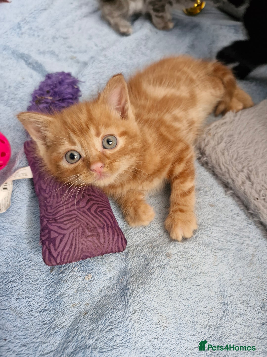 Mixed Breed cats for sale: 4 beautiful kittens  - Image 10