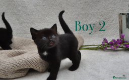 Mixed Breed cats for sale: Beatiful Maine-Coone/Bombay Kittens - Image 5