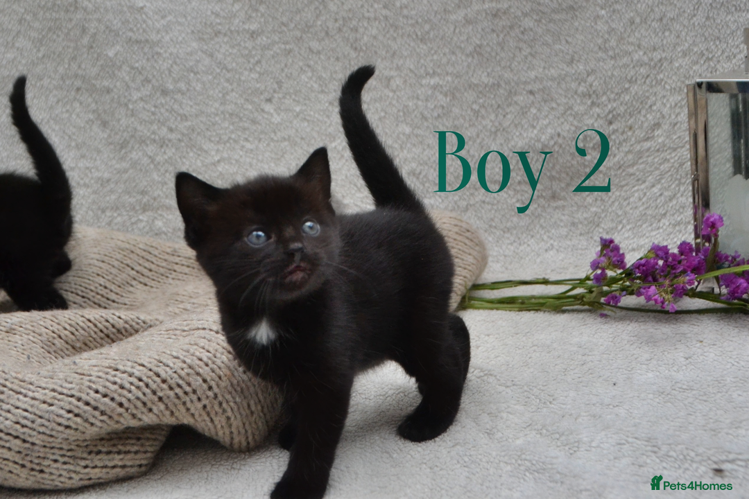Mixed Breed cats for sale: Beatiful Maine-Coone/Bombay Kittens - Image 5