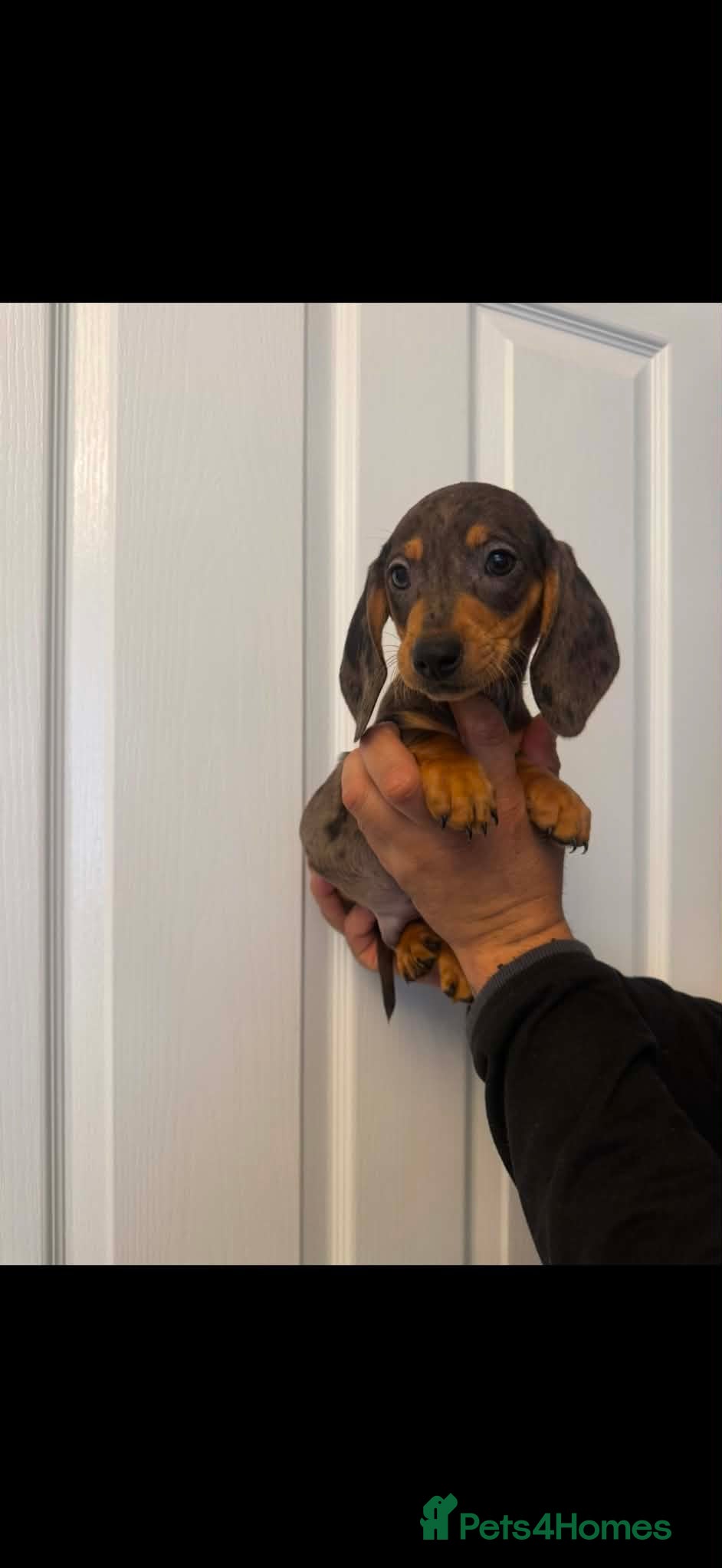 Miniature Dachshund dogs Miniature dachshund  - Advert 9