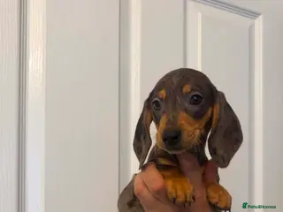 Miniature Dachshund dogs Miniature dachshund - Advert 1