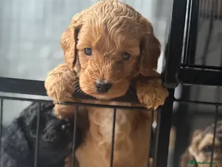 Cockapoo dogs 1 Beautiful F1bb toy cockapoo left - Advert 12