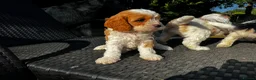 Cavapoo dogs for sale: Cavapoo’s extensively health tested rare colours  - Advert 27