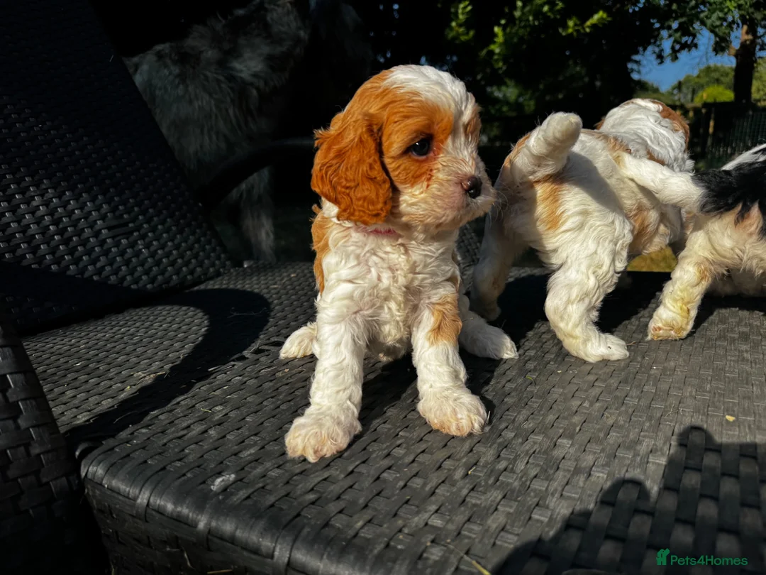 Cavapoo dogs for sale: Cavapoo’s extensively health tested rare colours  - Advert 27