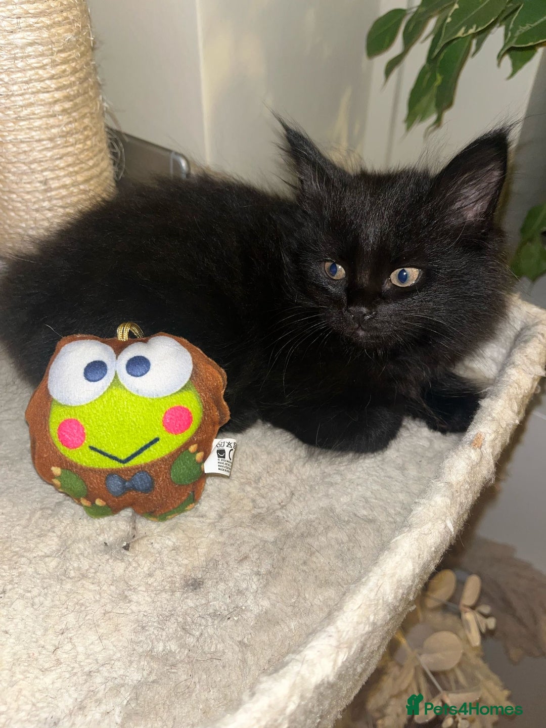 Maine Coon cats for sale: Black smoked boy  - Image 16