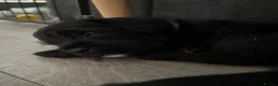 Patterdale Terrier dogs for sale: Patterdale/jack puppies **NEW YEAR NEW ADDITION♥️* - Advert 9