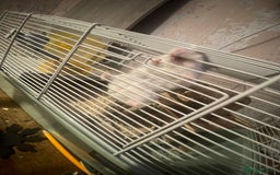 Hamster rodents for sale: Russian dwarf hamster - Image 1
