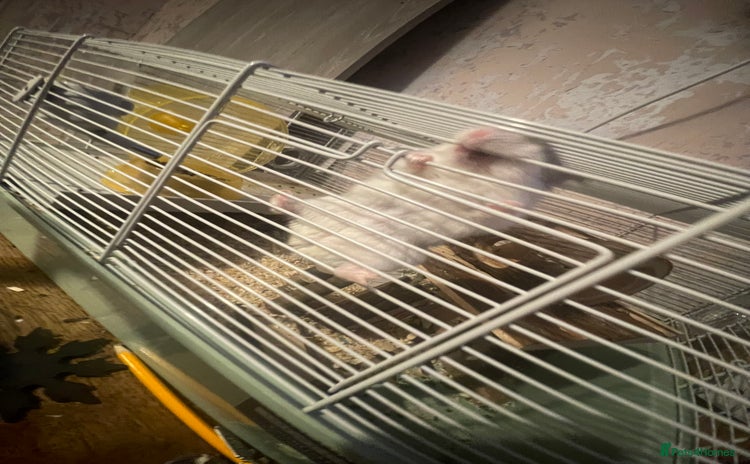 Hamster rodents - Advert 1